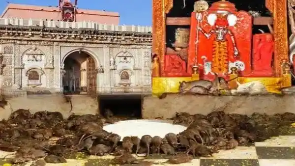 Karni Mata Mandir: Temple of rats